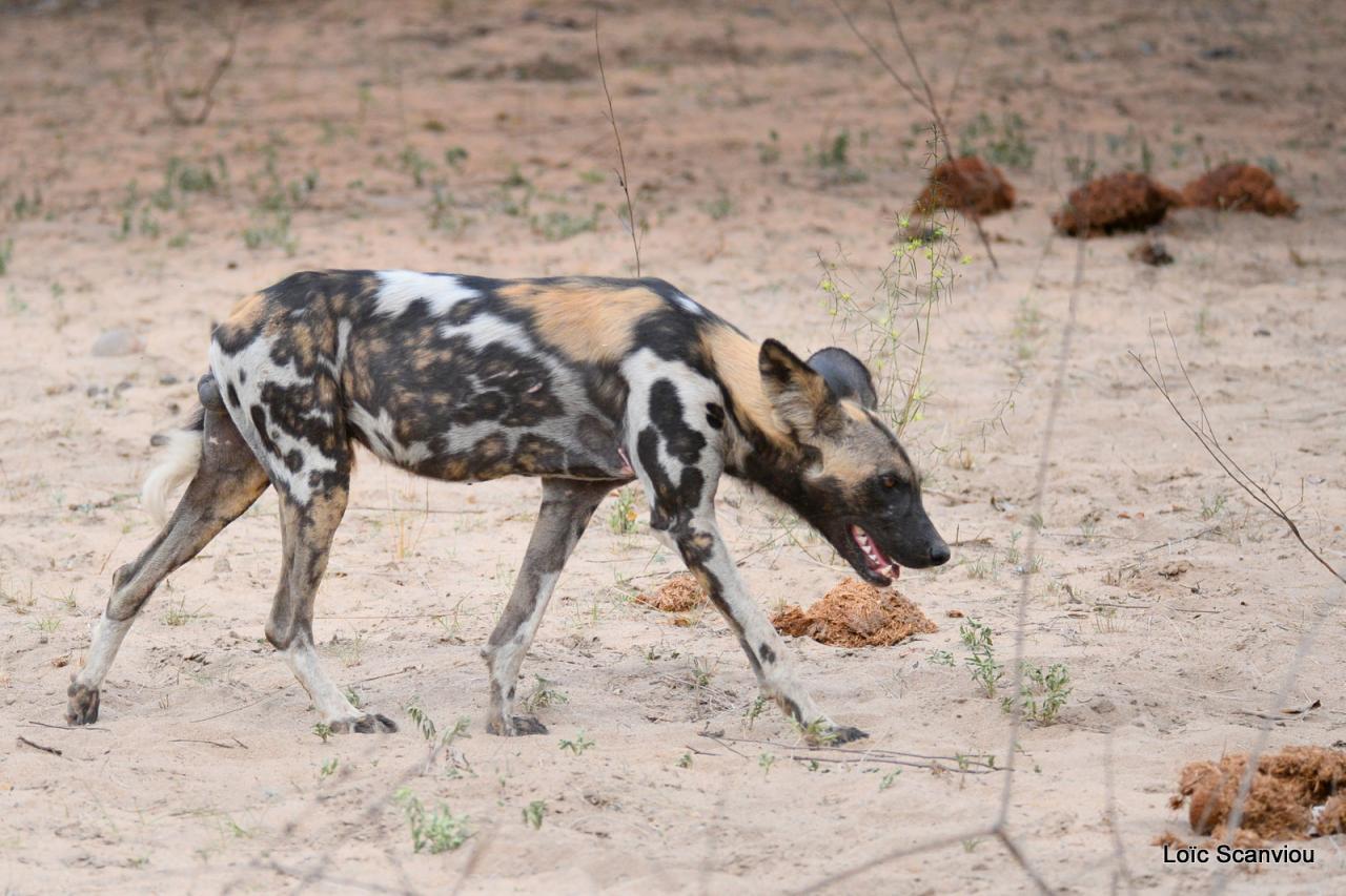 Lycaon/African Wild dog (25)