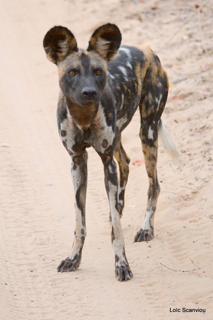 Lycaon/African Wild dog (26)