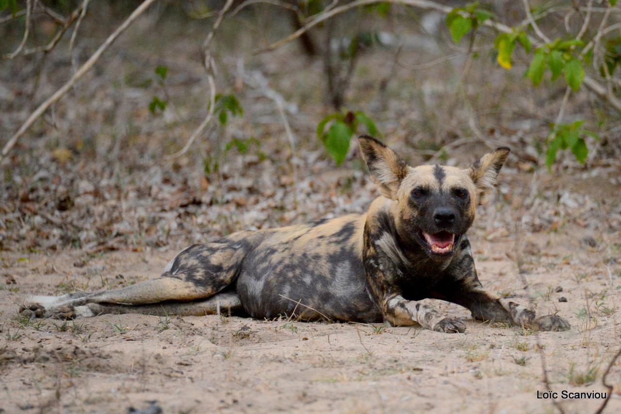 Lycaon/African Wild dog (27)