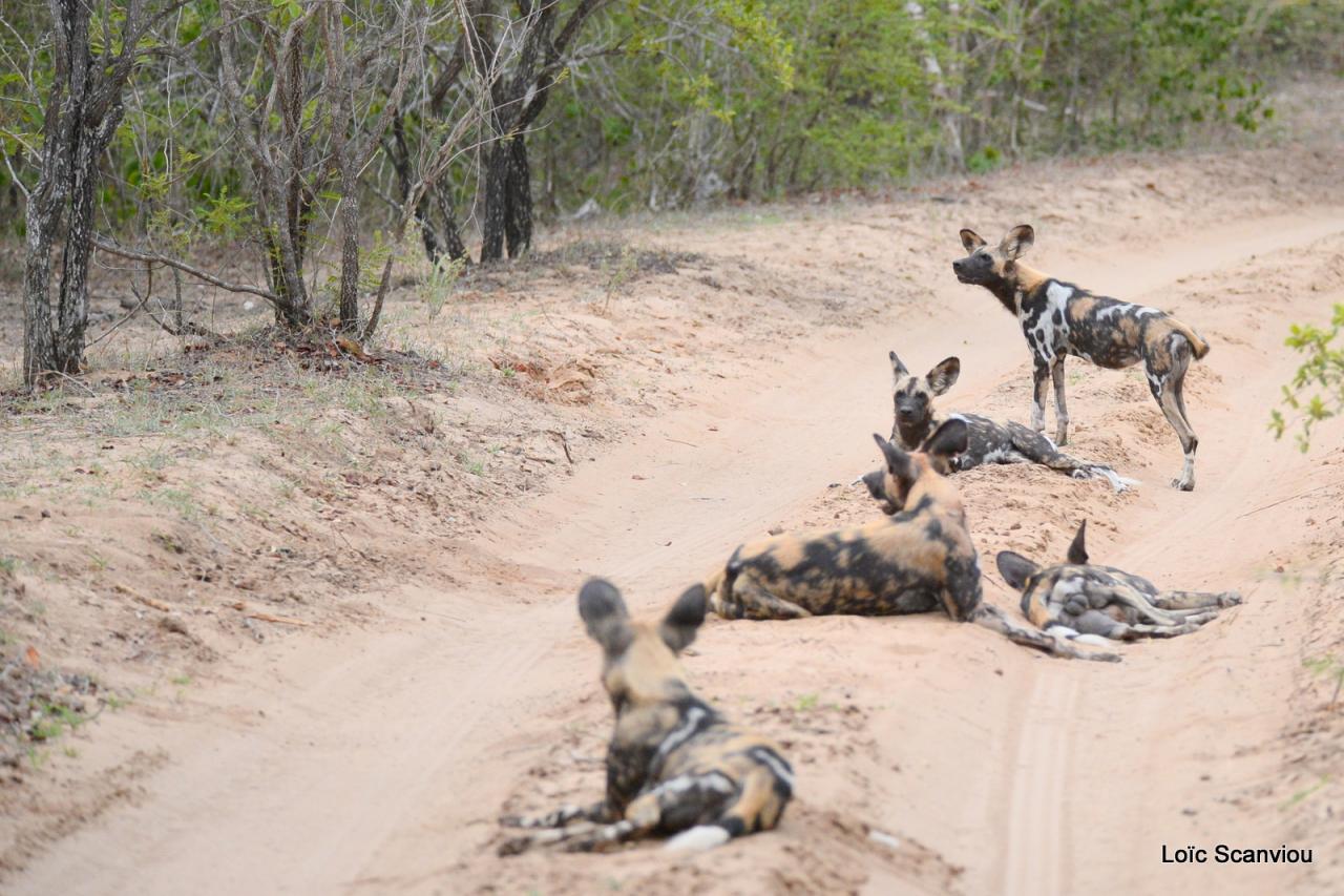 Lycaon/African Wild dog (28)