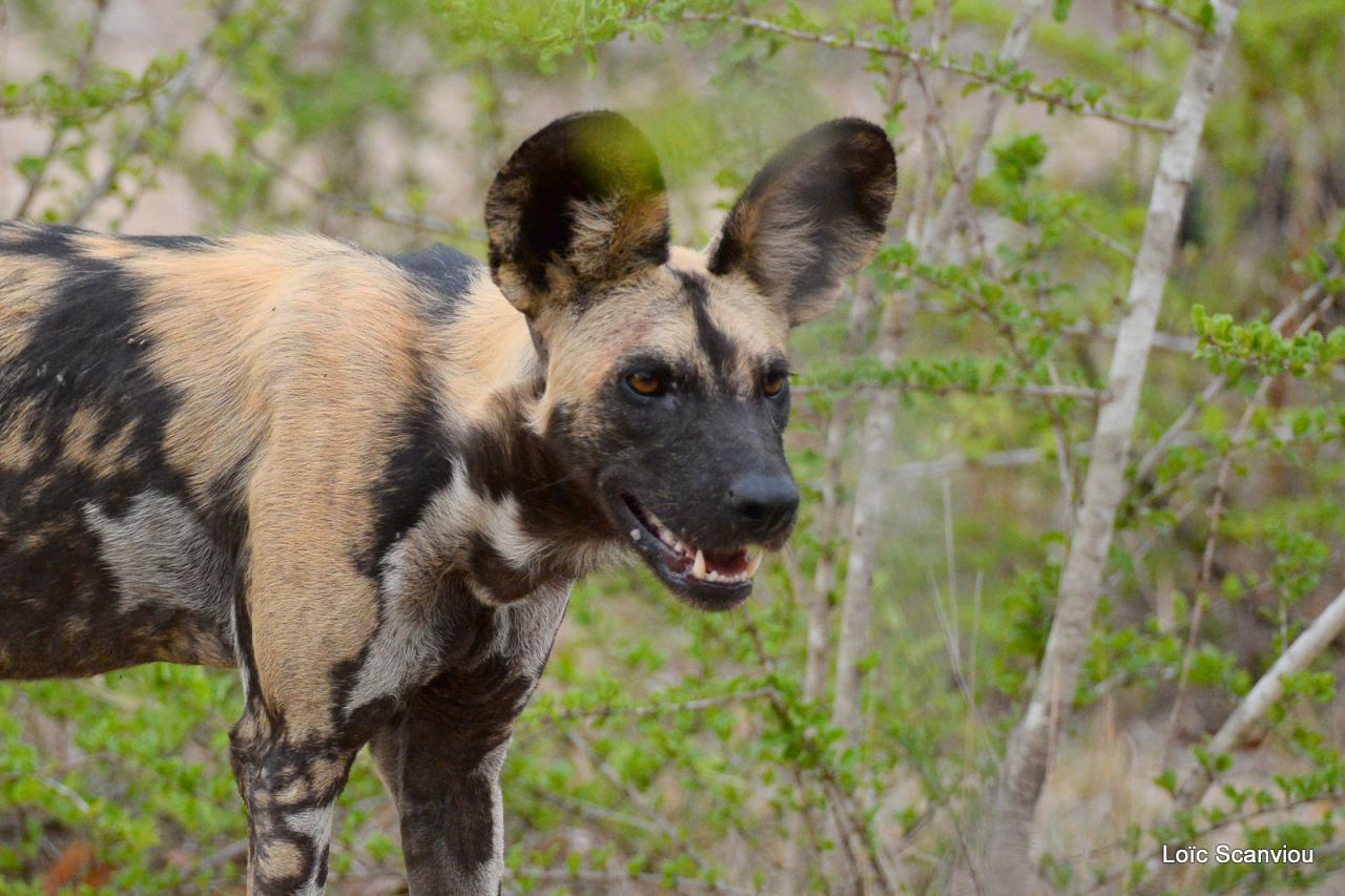 Lycaon/African Wild dog (30)