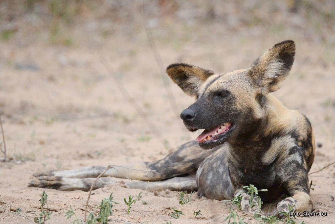 Lycaon/African Wild dog (31)