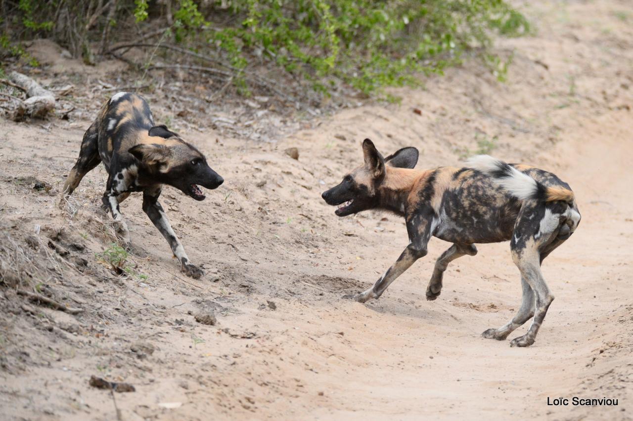 Lycaon/African Wild dog (32)