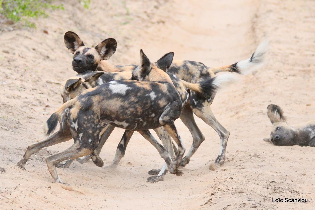 Lycaon/African Wild dog (33)