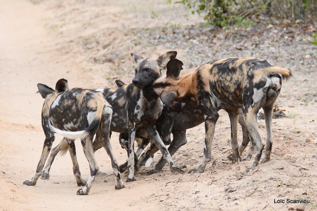 Lycaons/ Wild Painted Dogs (40)