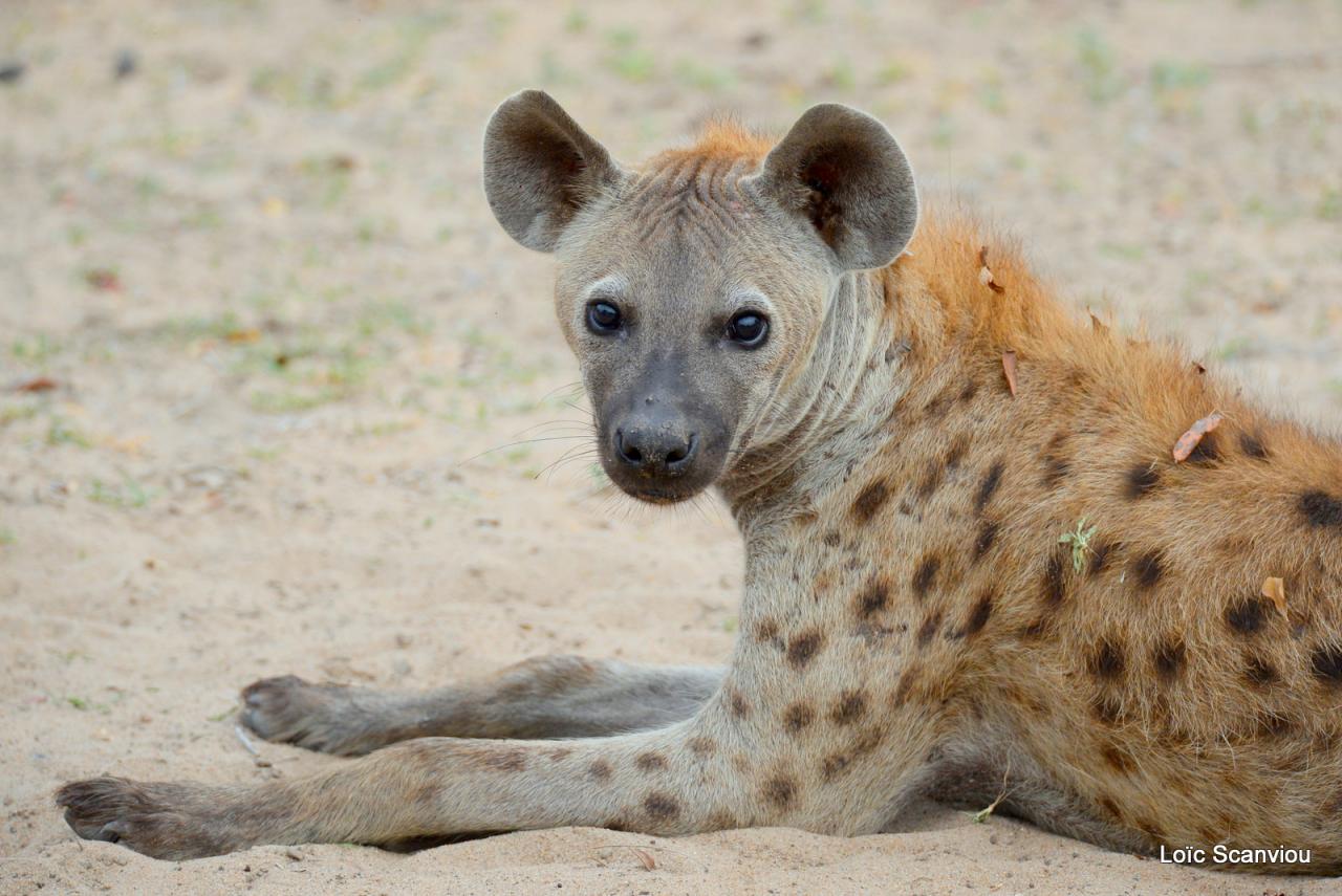 Hyène tachetée/Spotted Hyena (6)