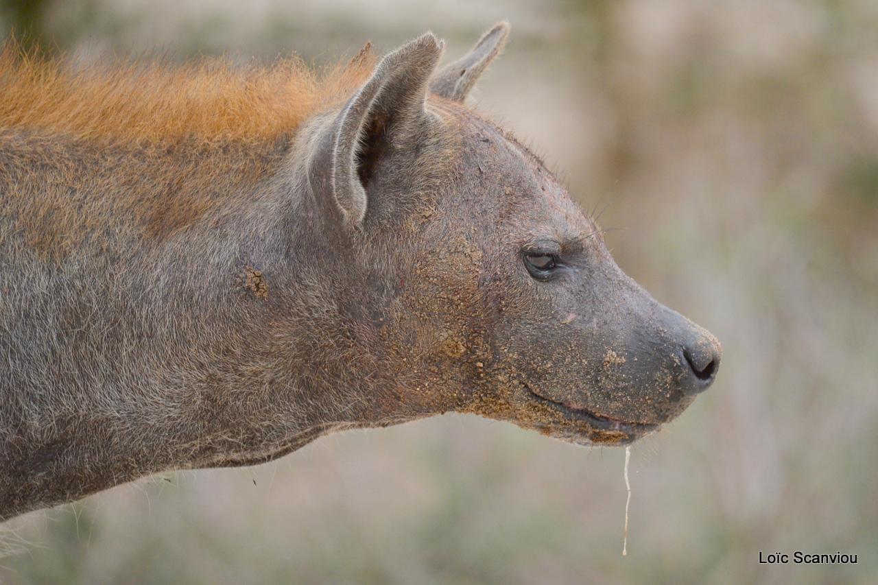 Hyène tachetée/Spotted Hyena (7)