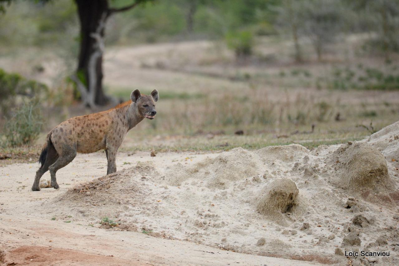 Hyène tachetée/Spotted Hyena (8)