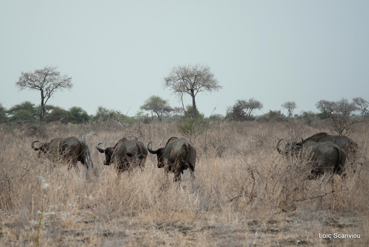 Buffle du Cap/Cape Buffalo (9)