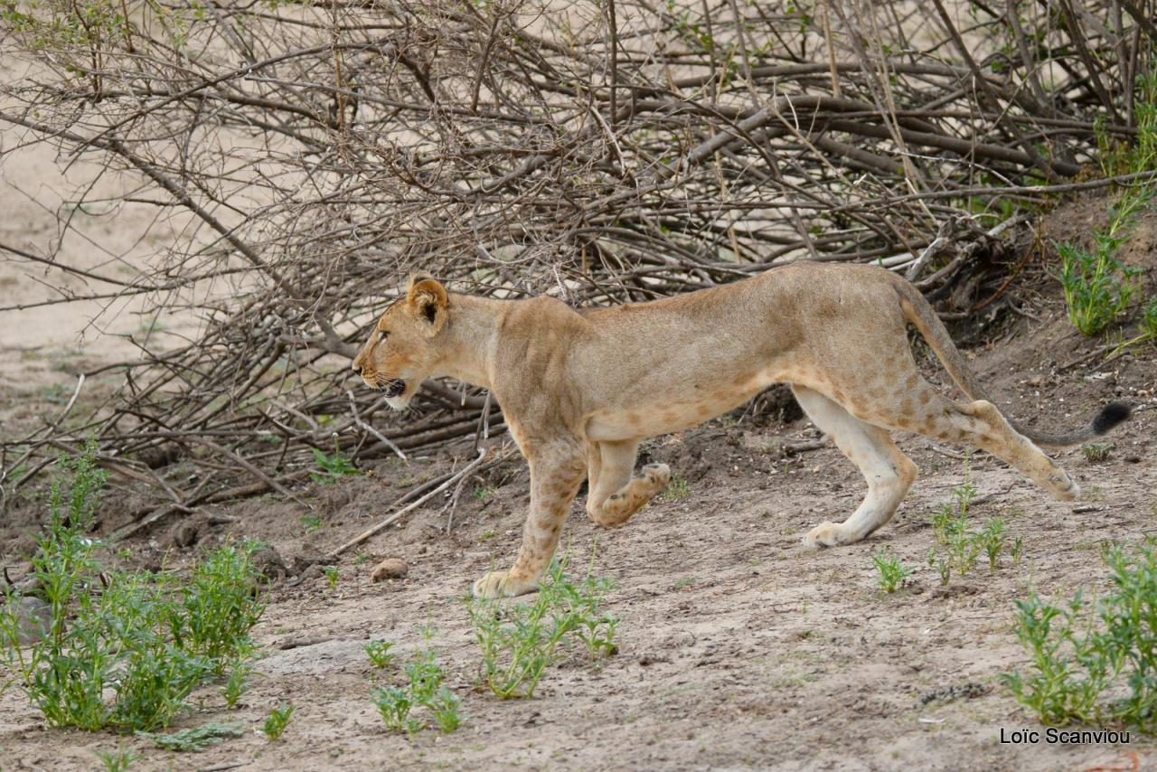 Lion (25)