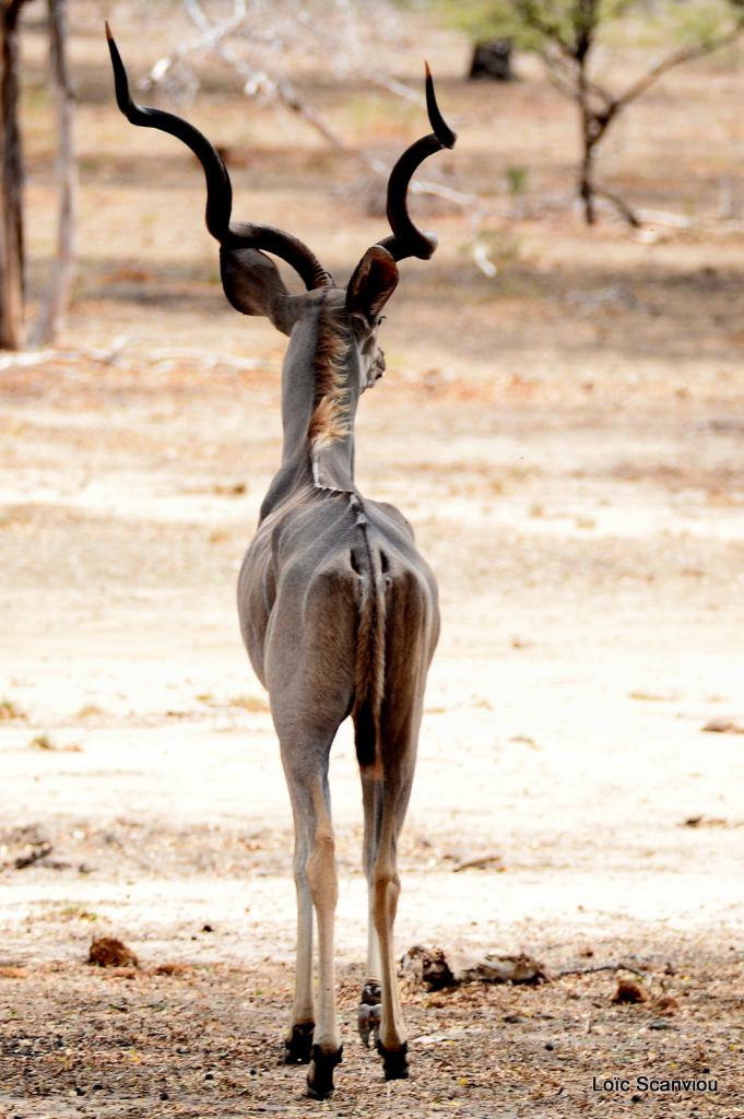 Grand koudou/Greater Kudu (8)