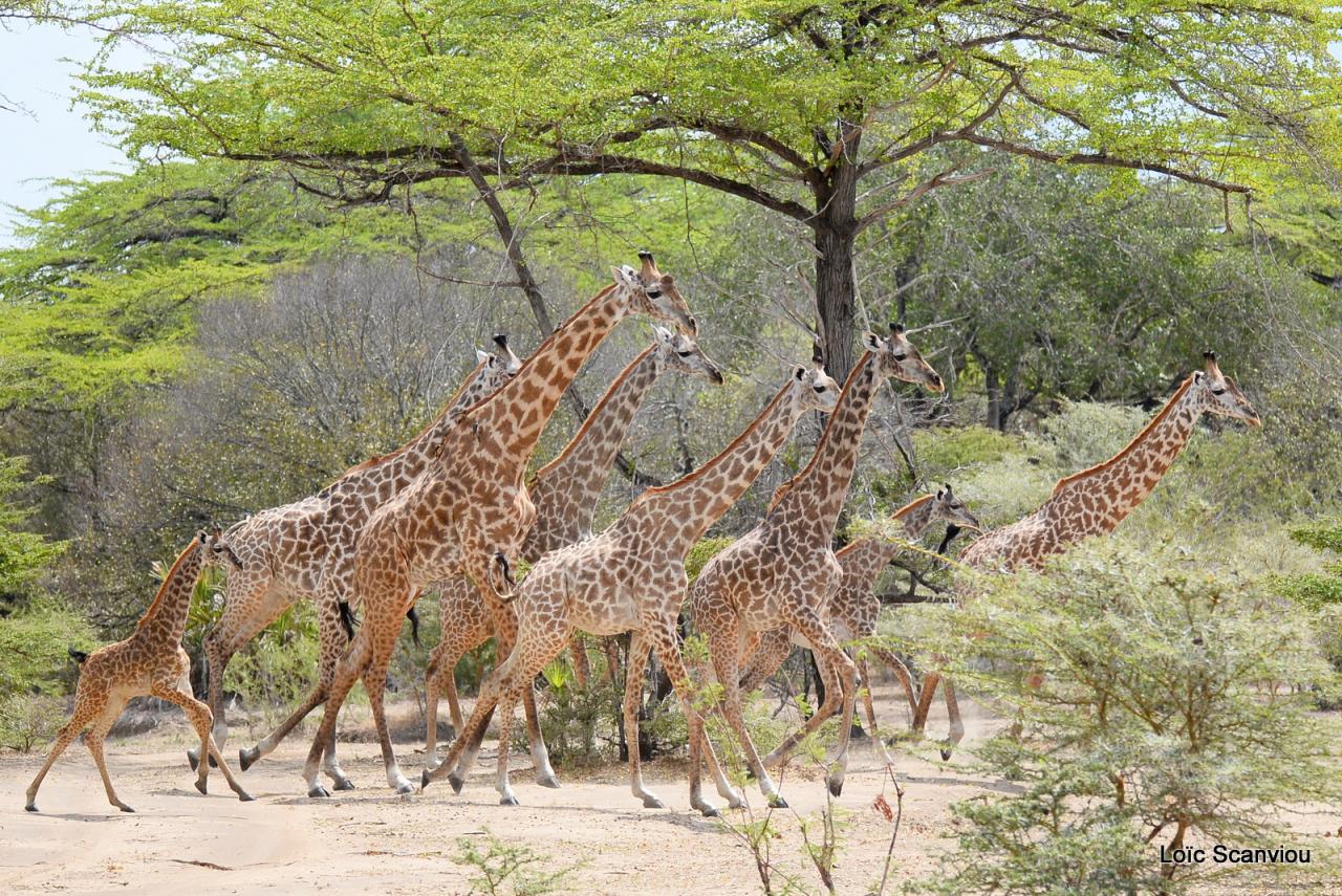 Girafe masaï/Masai Giraffe (34)