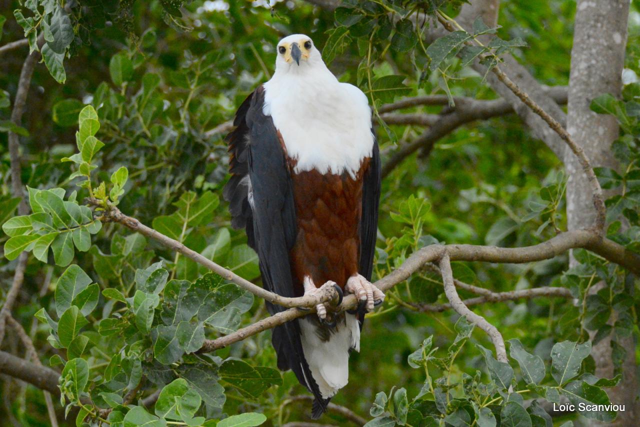 Aigle vocifère/African Fish Eagle (9)