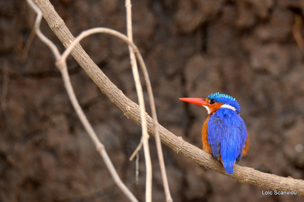 Martin-pêcheur huppé/Malachite Kingfisher (1)