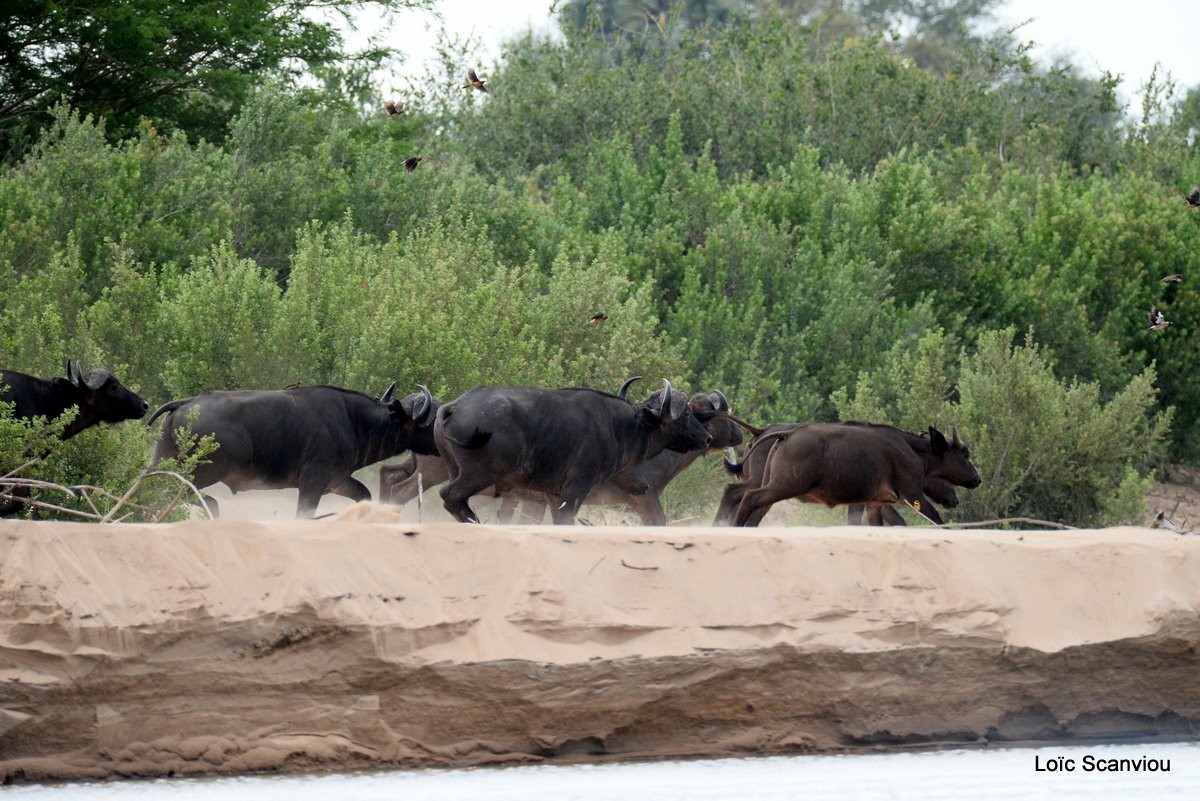 Buffle d'Afrique/Cape Buffalo