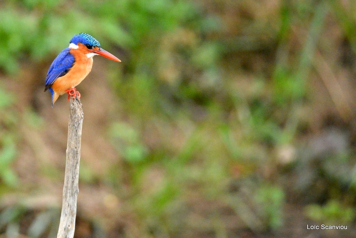 Martin-pêcheur huppé/Malachite Kingfisher (2)