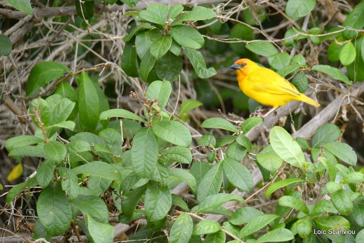 Tisserin jaune/Golden Weaver (1)