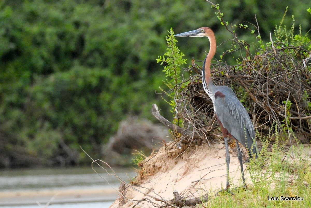 Héron goliath/Goliath Heron