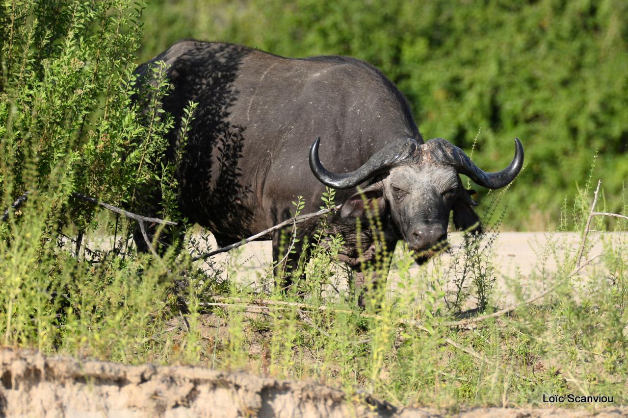 Buffle du Cap/Cape Buffalo (3)