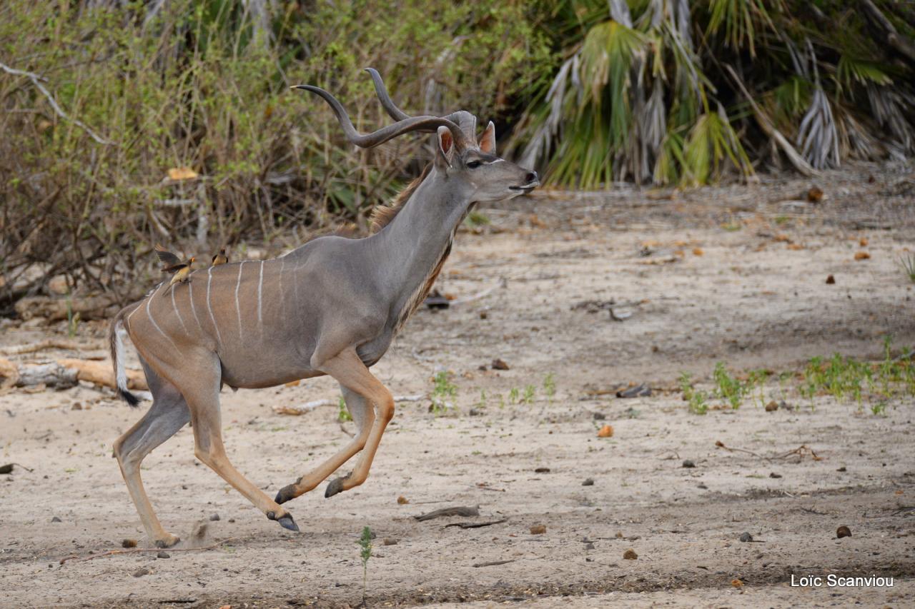 Grand koudou/Greater Kudu (1)