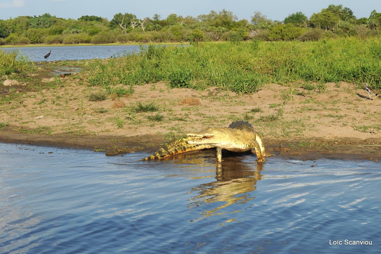 Crocodile du Nil/Nile Crocodile (1)