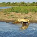 Crocodile du Nil/Nile Crocodile (1)