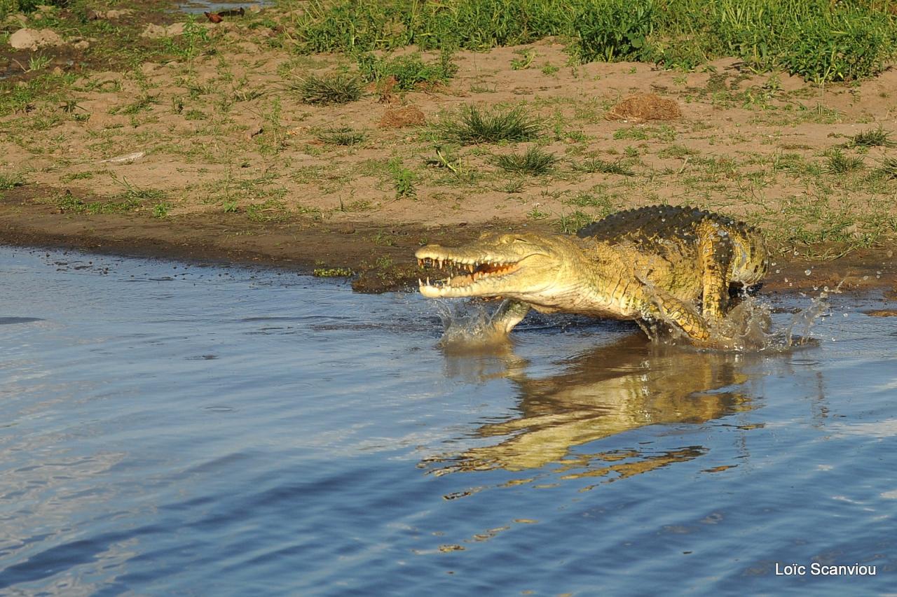 Crocodile du Nil/Nile Crocodile (2)