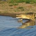 Crocodile du Nil/Nile Crocodile (2)