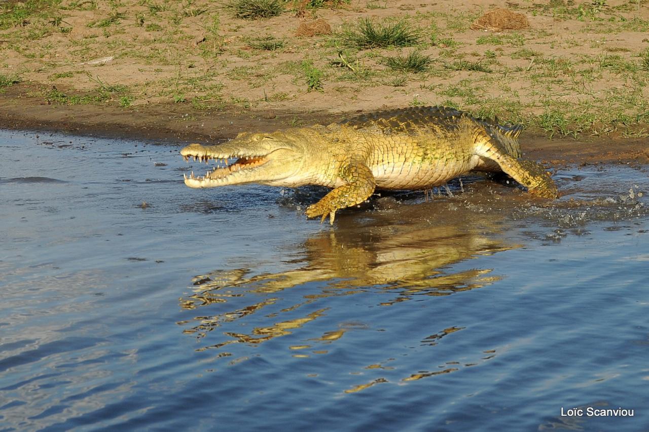 Crocodile du Nil/Nile Crocodile (3)