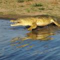 Crocodile du Nil/Nile Crocodile (3)