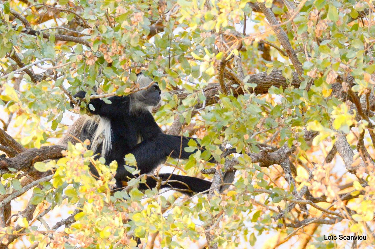 Colobe d'Angola/Angola Colobus (4)