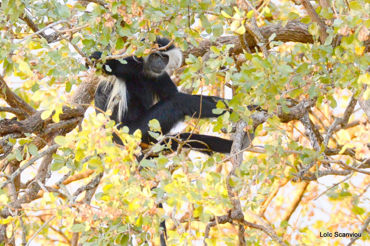 Colobe d'Angola/Angola Colobus (5)