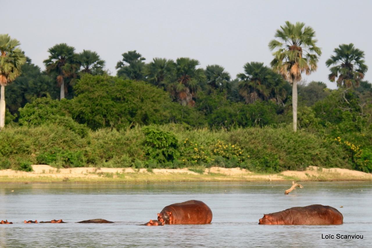 Hippopotame/Hippopotamus (1)