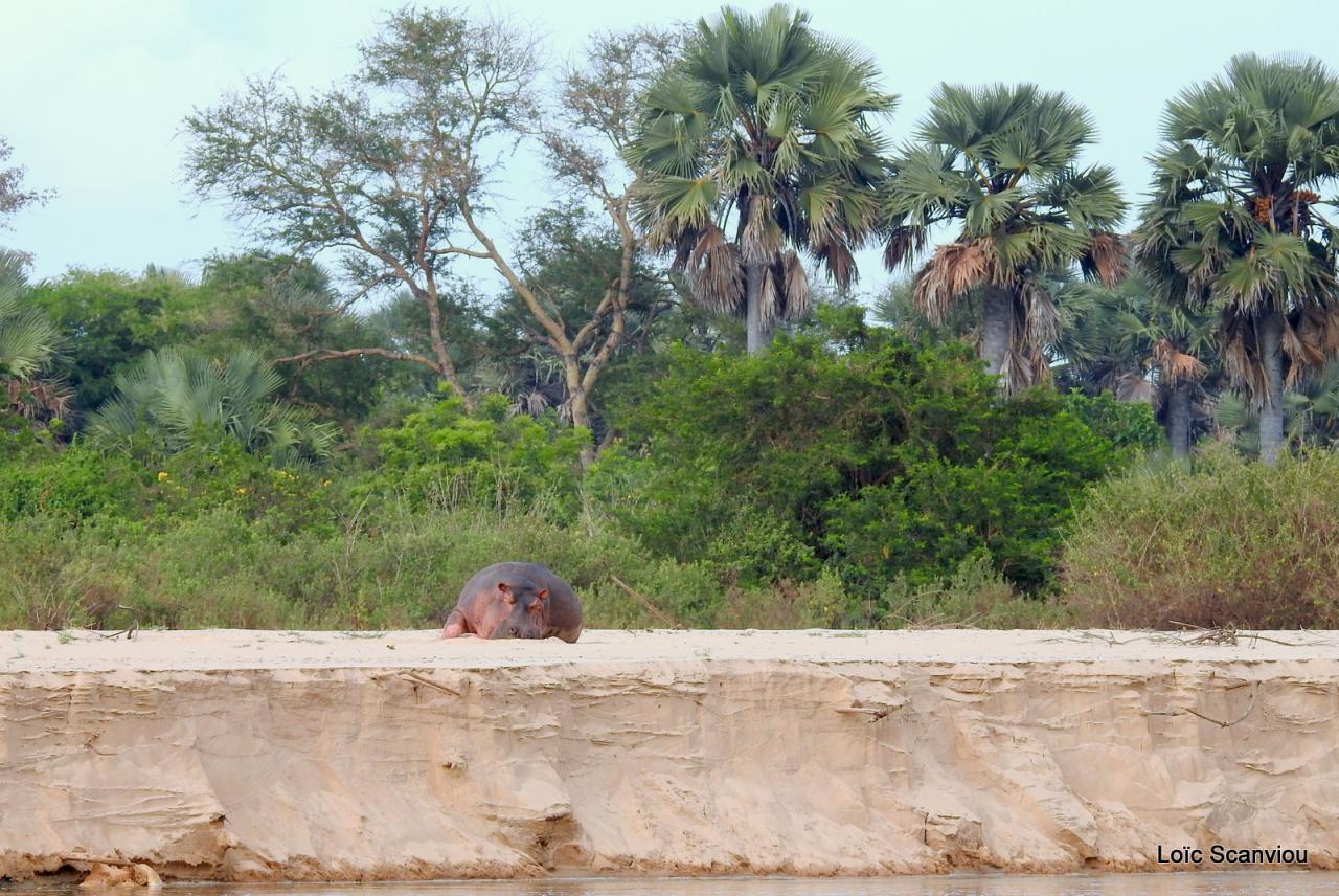 Hippopotame/Hippopotamus (2)