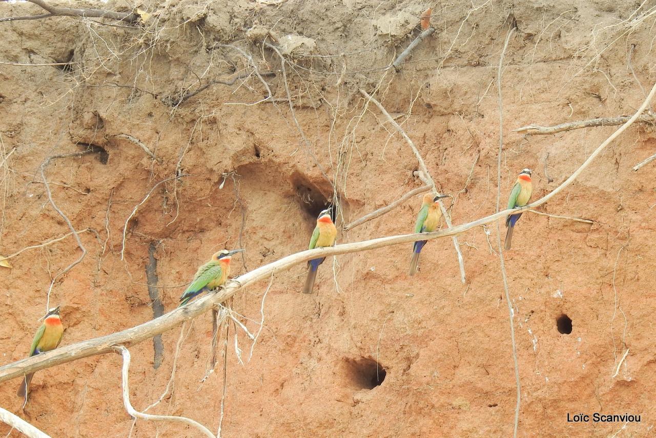 Guêpier à front blanc/White-fronted Bee-eater (10)