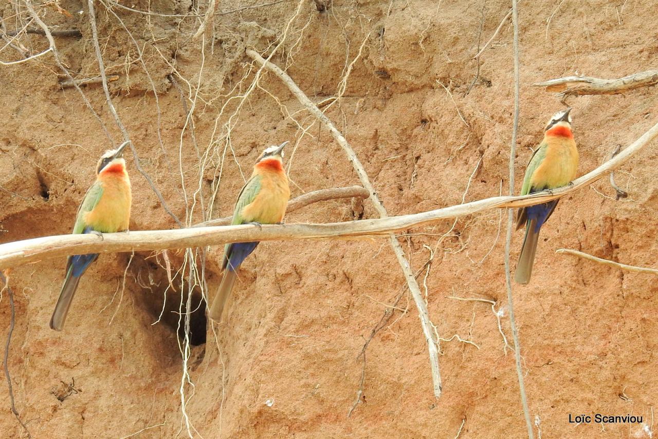 Guêpier à front blanc/White-fronted Bee-eater (11)