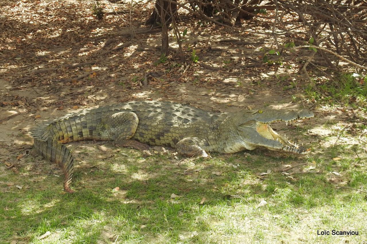 Crocodile (7)