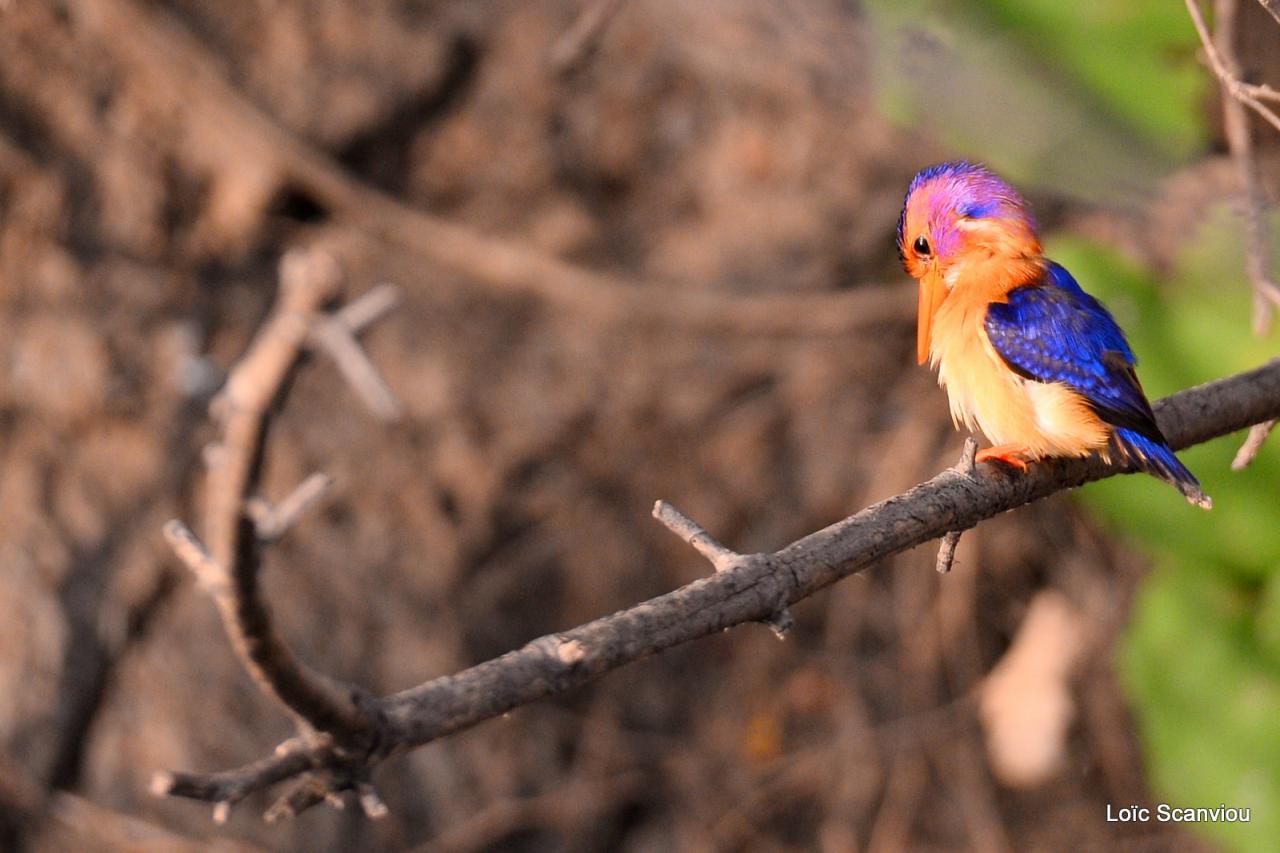 Martin-pêcheur nain/Tiny Kingfisher (1)