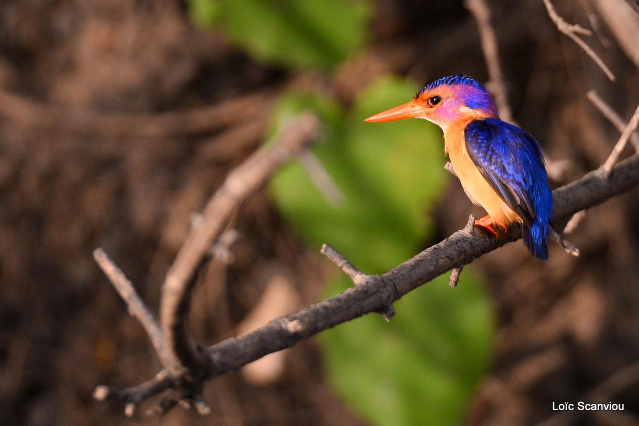 Martin-pêcheur nain/Tiny Kingfisher (2)