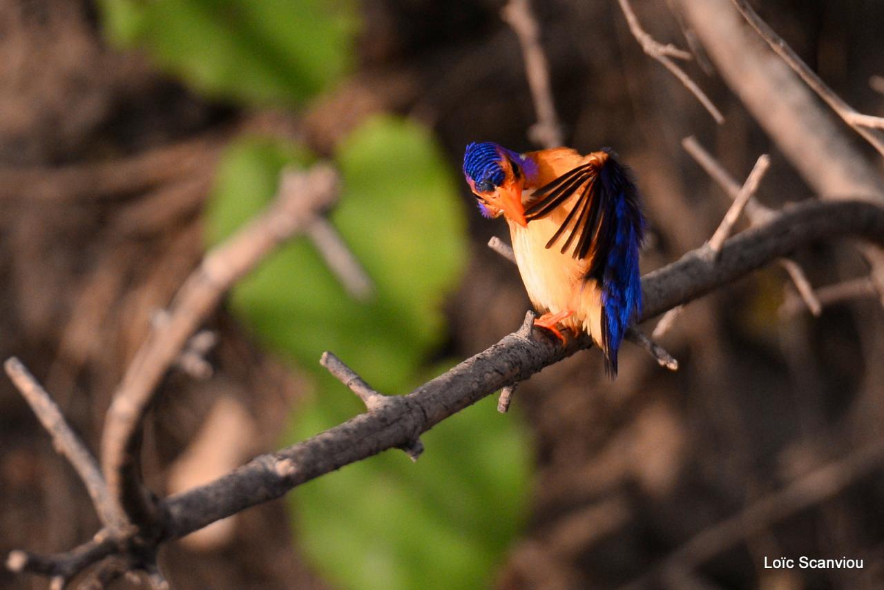 Martin-pêcheur nain/Tiny Kingfisher (3)