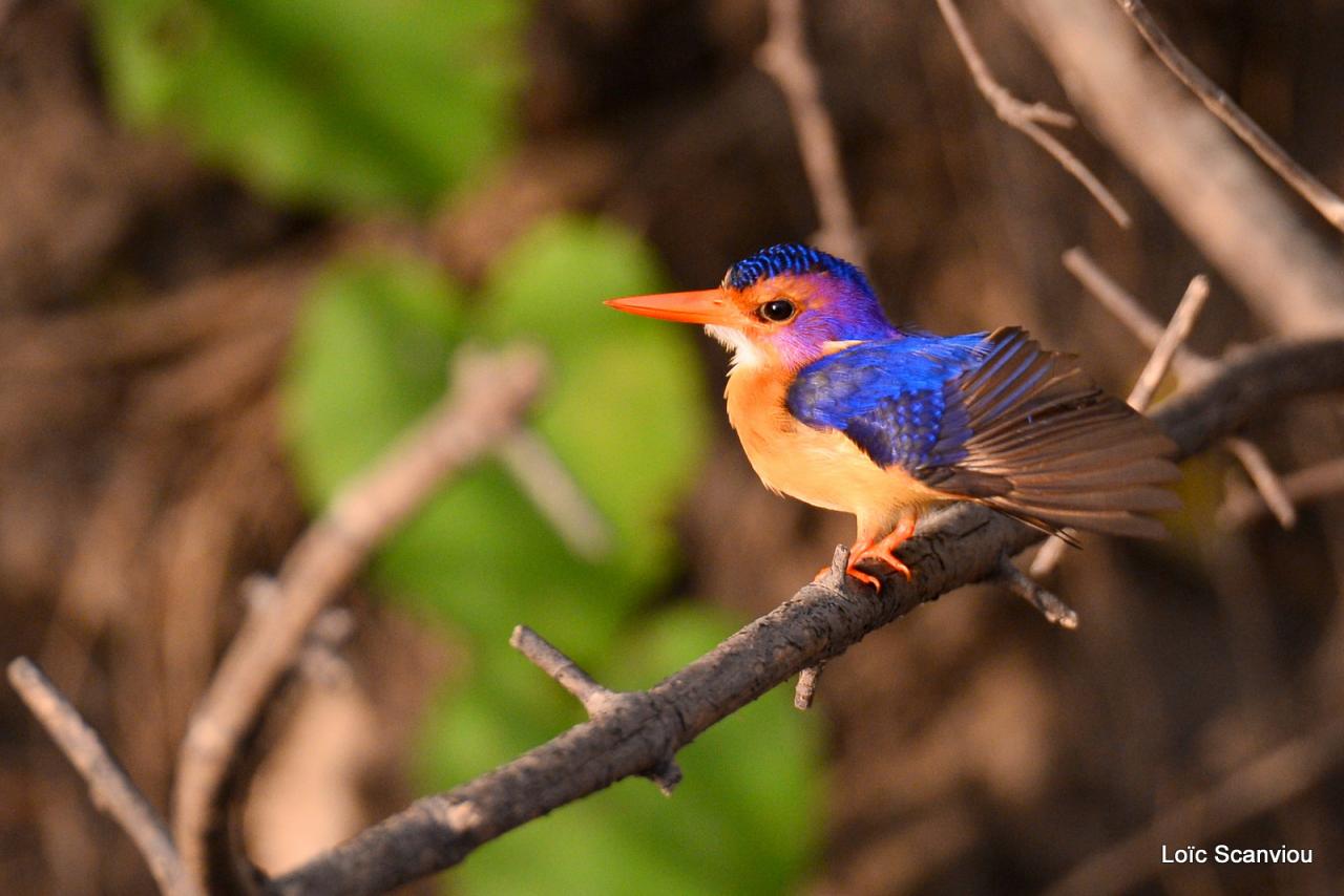 Martin-pêcheur nain/Tiny Kingfisher (5)