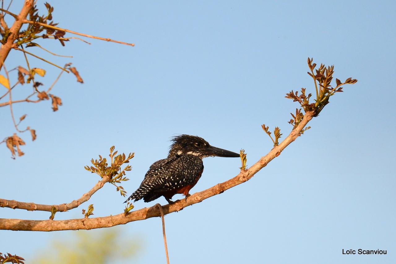 Martin-pêcheur géant/Giant Kingfisher 