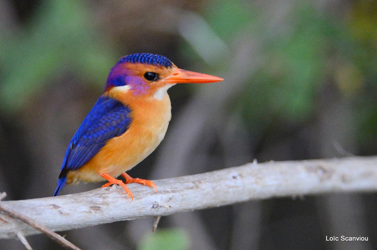 Martin-pêcheur nain/Tiny Kingfisher (7)