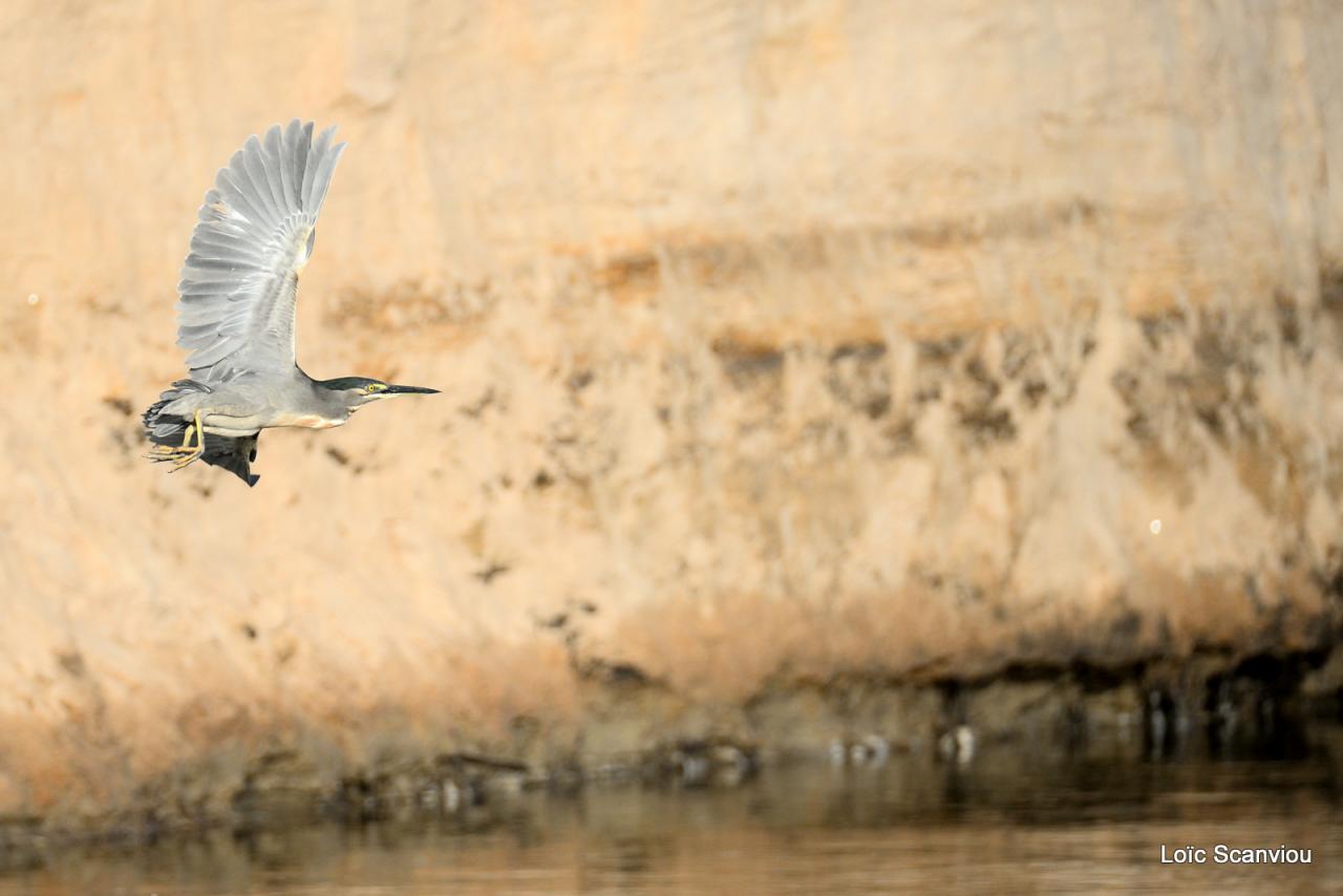 Bihoreau gris/Black-crowned Night-Heron (1)