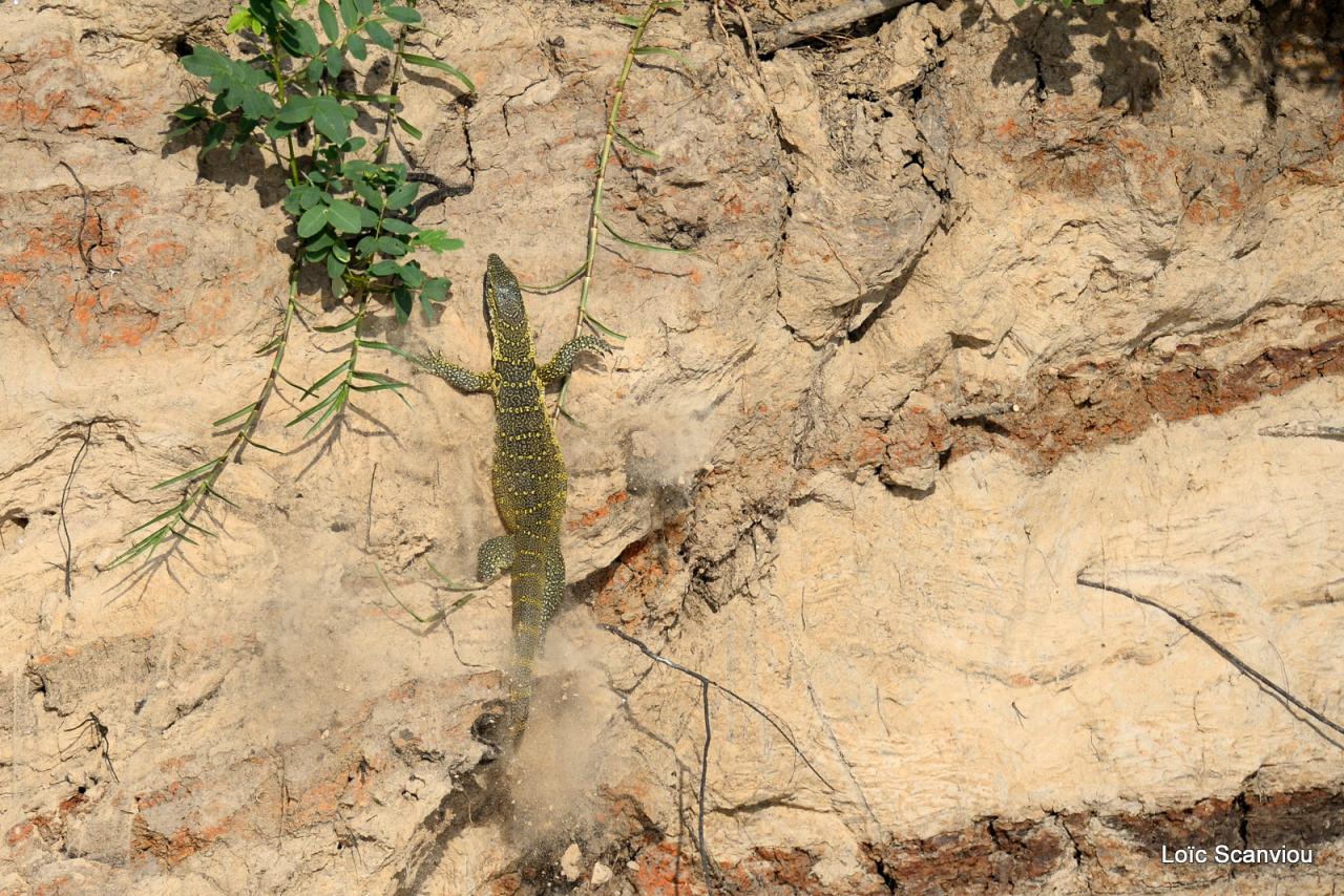 Varan du Nil/African Monitor (1)
