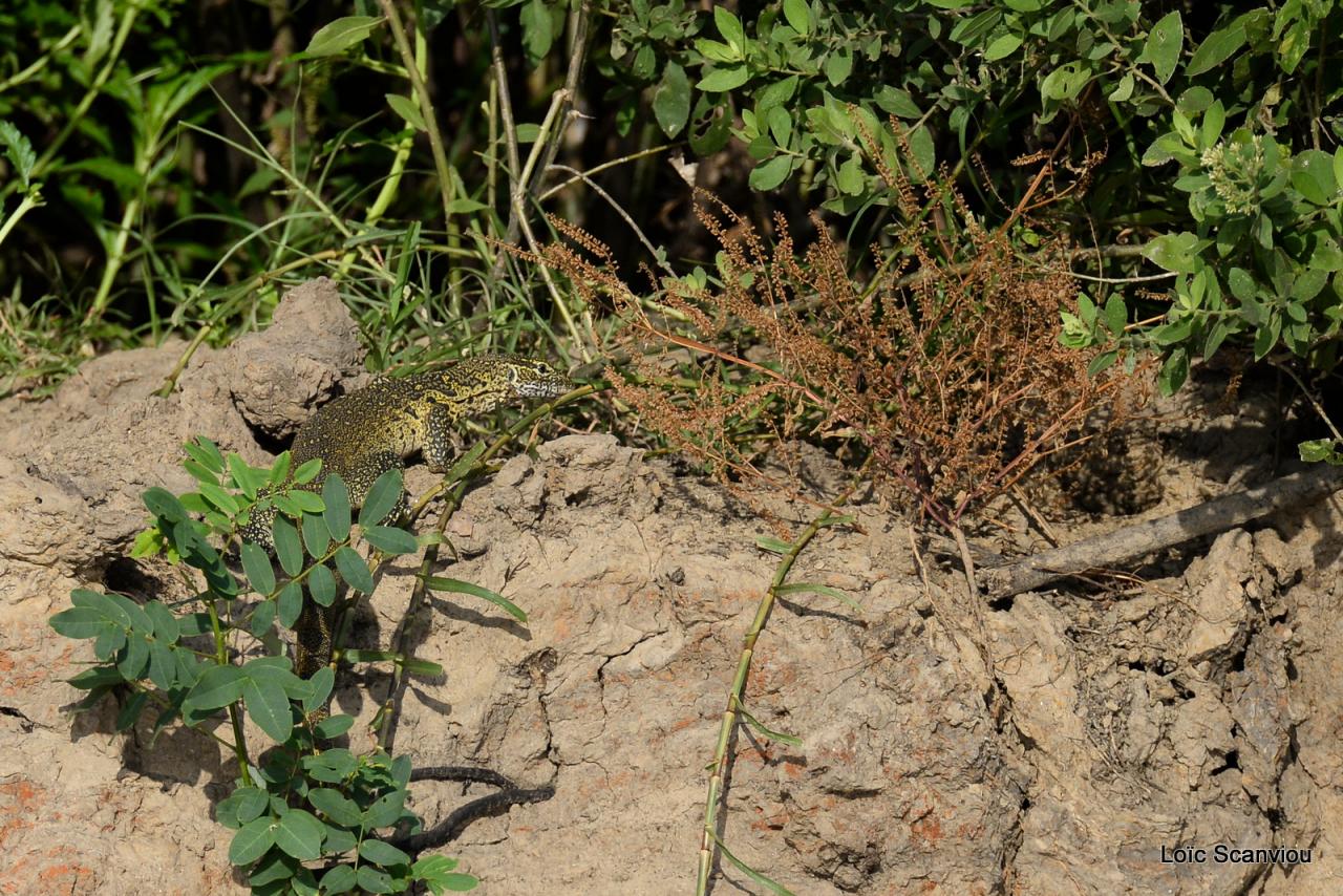Varan du Nil/African Monitor (2)