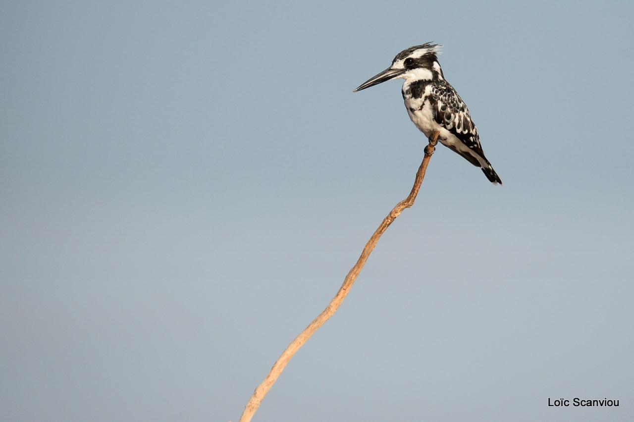 Martin-pêcheur pie/Pied Kingfisher (1)