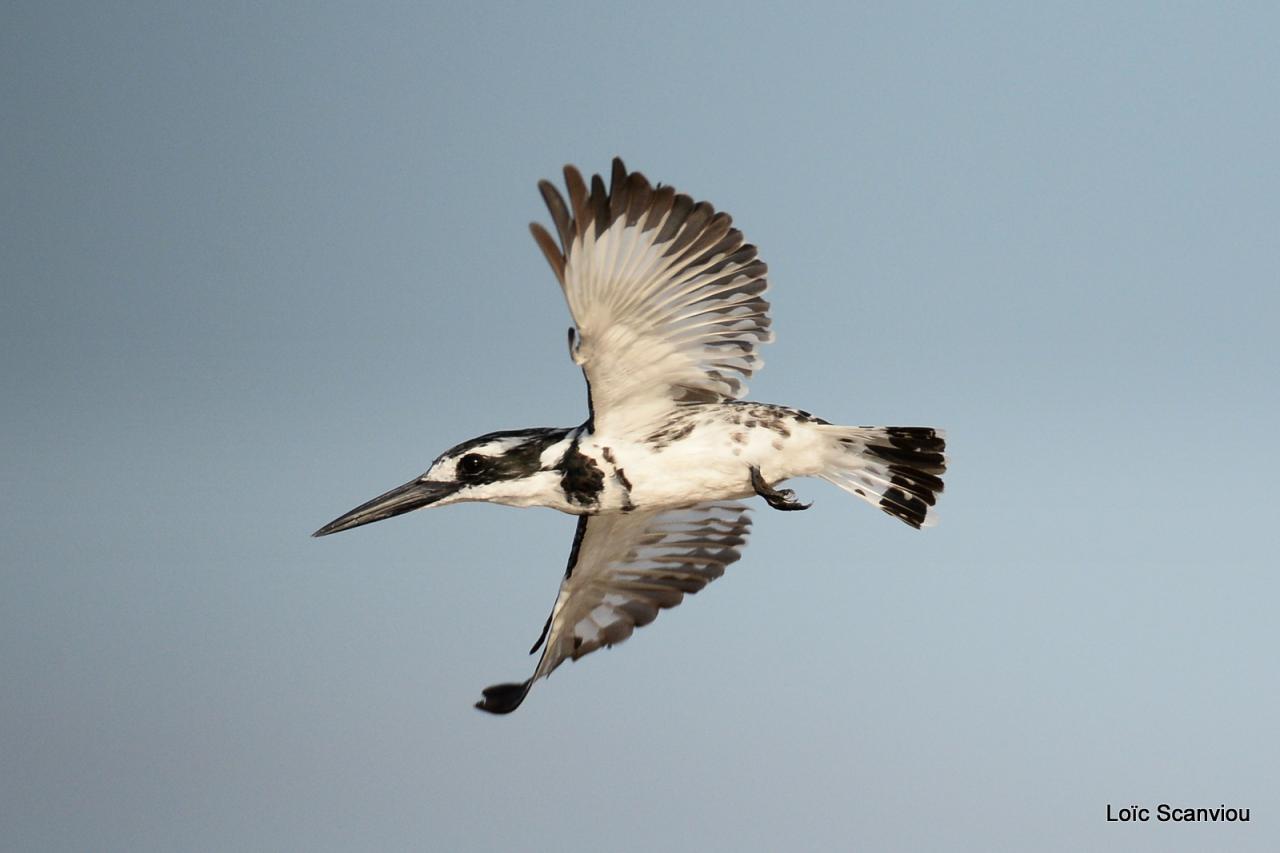 Martin-pêcheur pie/Pied Kingfisher (2)