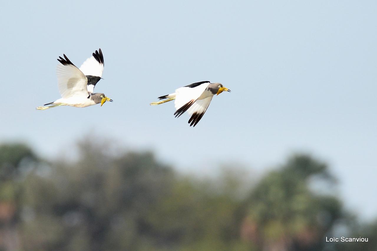 Vanneau du Sénégal/African Wattled Lapwing (1)
