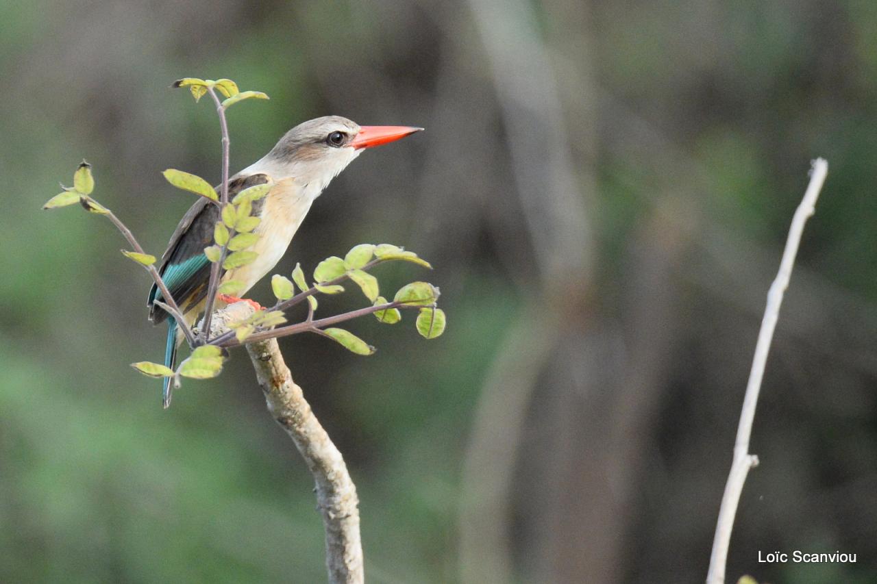 Martin-Chasseur à tête grise/Grey-headed Kingfisher (1)